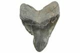 Bargain, Fossil Megalodon Tooth - South Carolina #365721-2